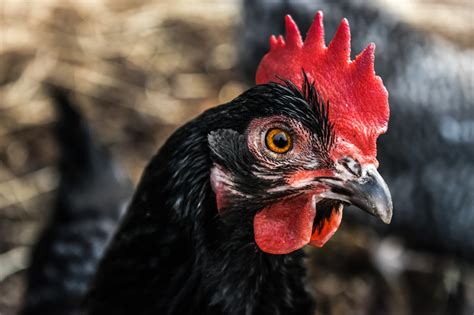 black chicks|10 Types of Black Chicken Breeds (Breed Guide).